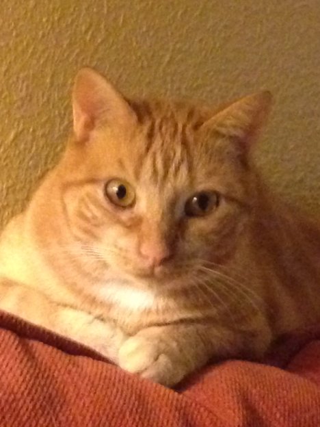 Picture of a cat / kitten / feline