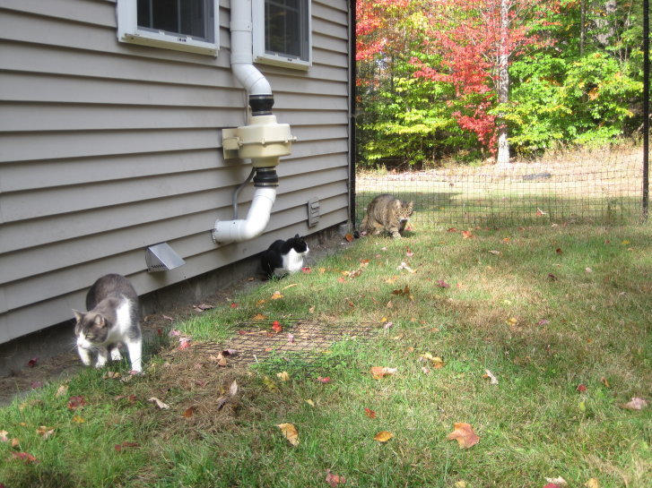 Picture of a cat / kitten / feline