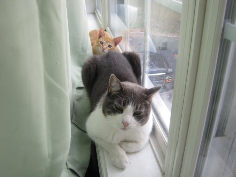 Picture of a cat / kitten / feline