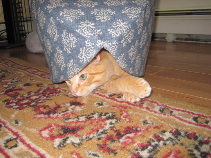 Picture of a cat / kitten / feline