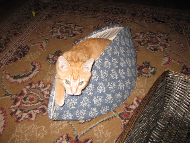 Picture of a cat / kitten / feline