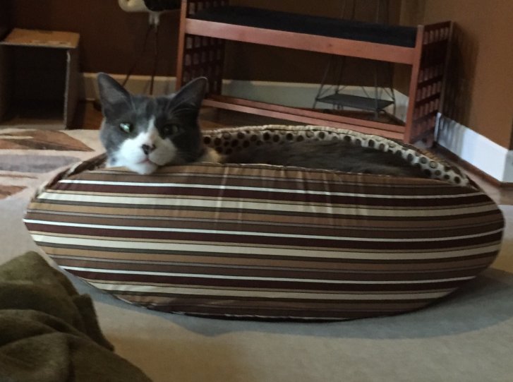 Picture of a cat / kitten / feline