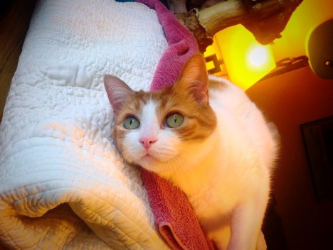 Picture of a cat / kitten / feline