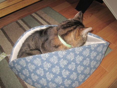 Picture of a cat / kitten / feline