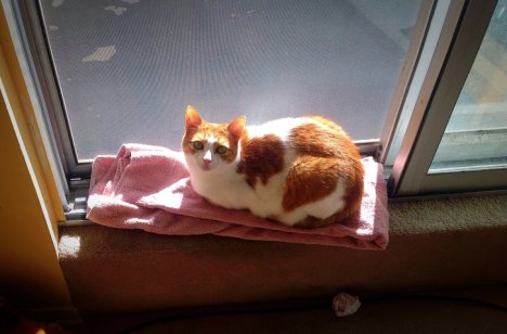 Picture of a cat / kitten / feline