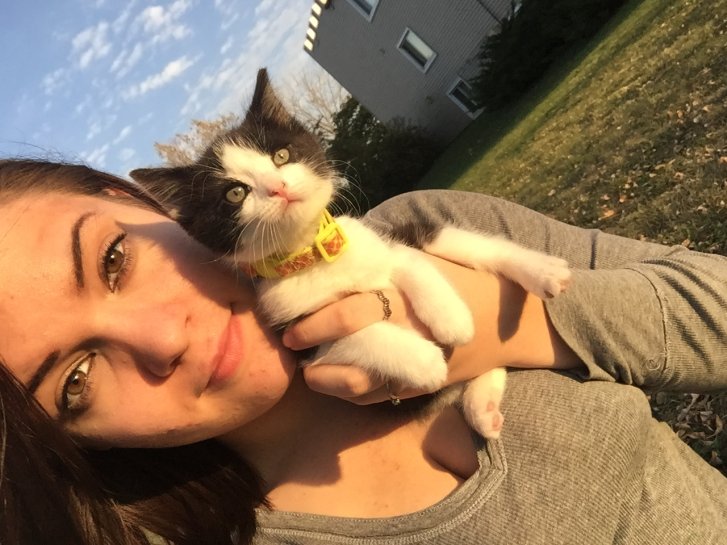 Picture of a cat / kitten / feline