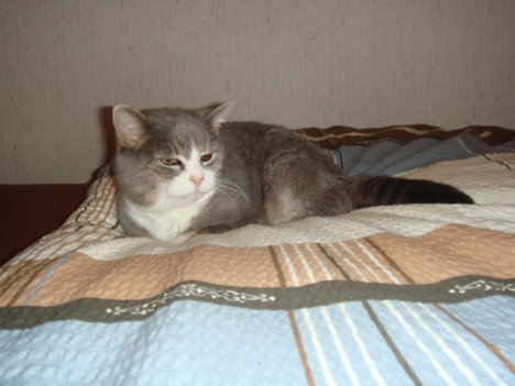 Picture of a cat / kitten / feline