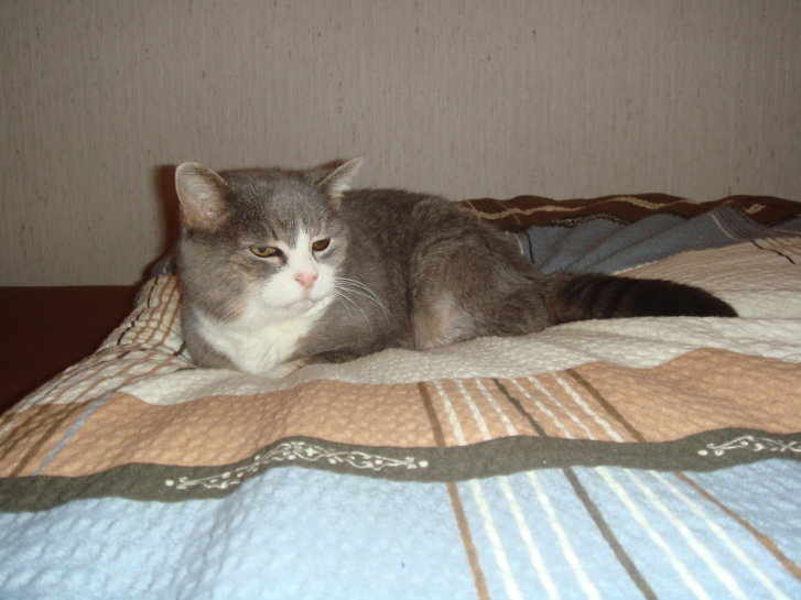 Picture of a cat / kitten / feline