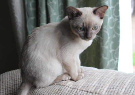 Picture of a cat / kitten / feline