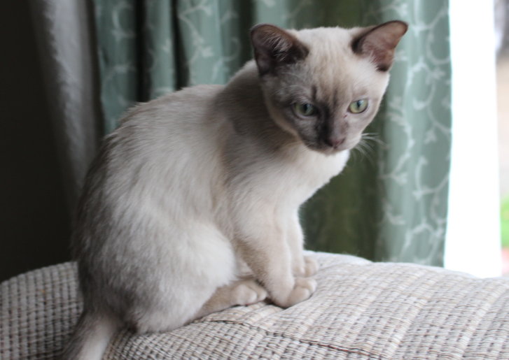 Picture of a cat / kitten / feline