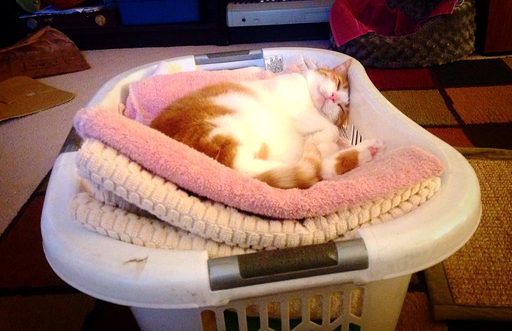 Picture of a cat / kitten / feline