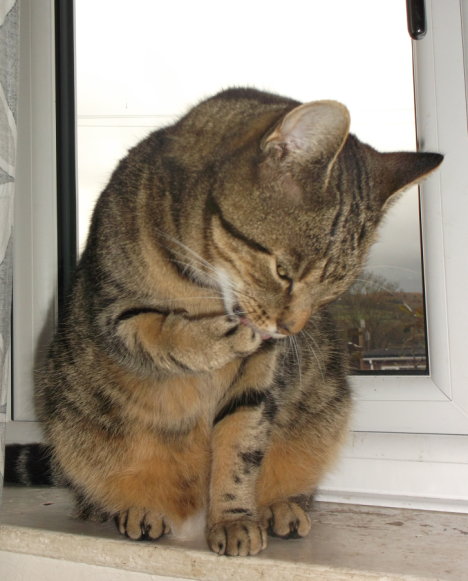 Picture of a cat / kitten / feline