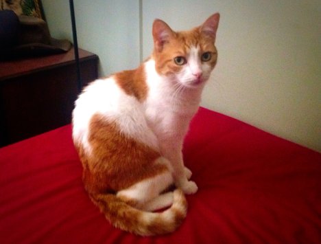 Picture of a cat / kitten / feline