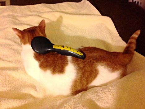 Picture of a cat / kitten / feline