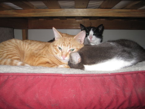 Picture of a cat / kitten / feline