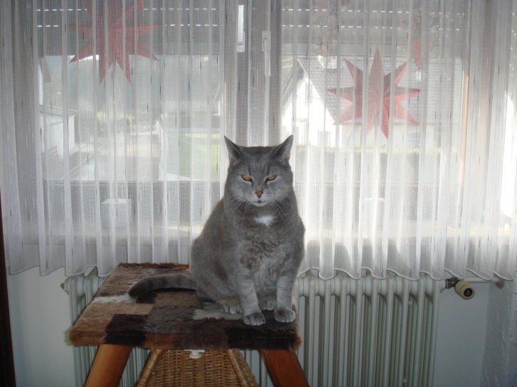 Picture of a cat / kitten / feline