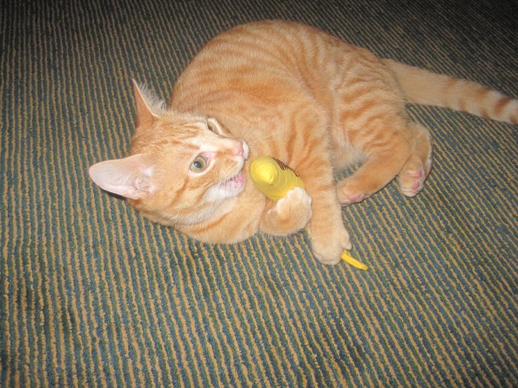 Picture of a cat / kitten / feline