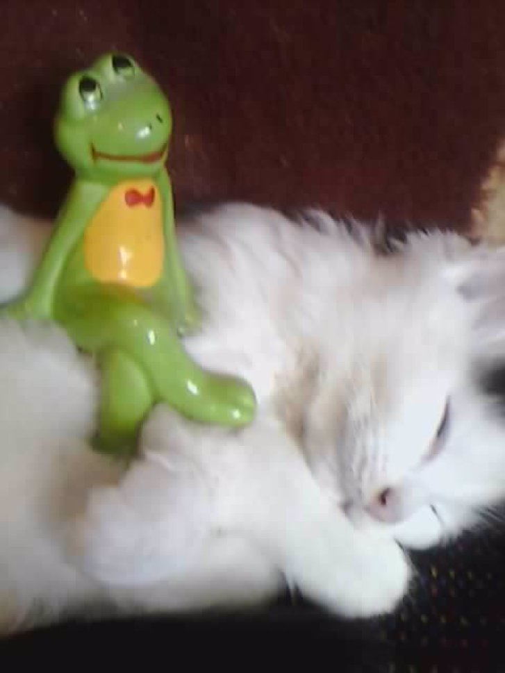 Picture of a cat / kitten / feline