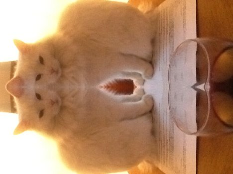 Picture of a cat / kitten / feline