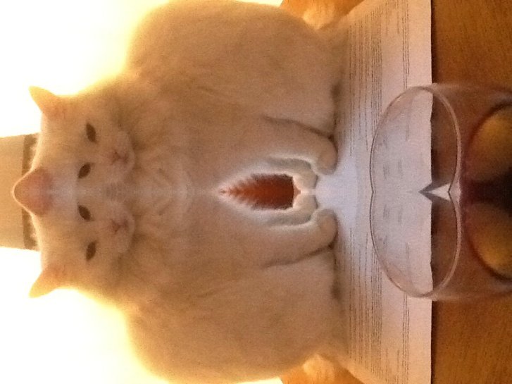 Picture of a cat / kitten / feline