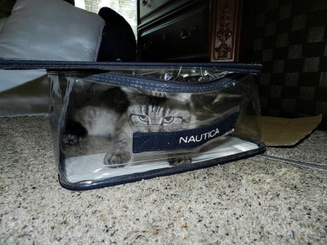 Picture of a cat / kitten / feline