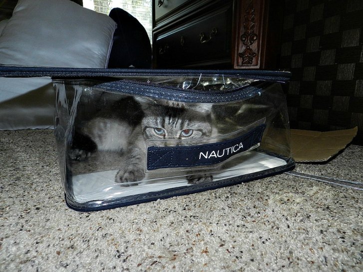 Picture of a cat / kitten / feline