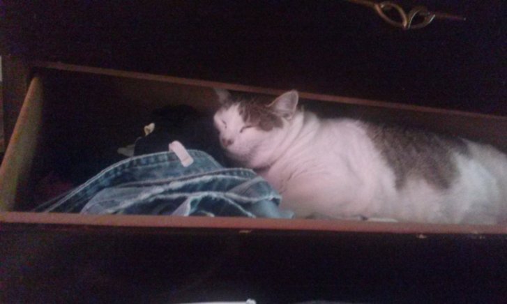 Picture of a cat / kitten / feline