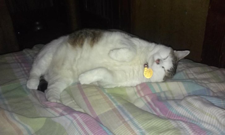 Picture of a cat / kitten / feline