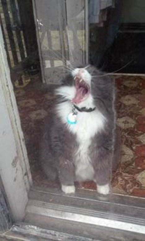 Picture of a cat / kitten / feline