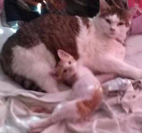 Picture of a cat / kitten / feline