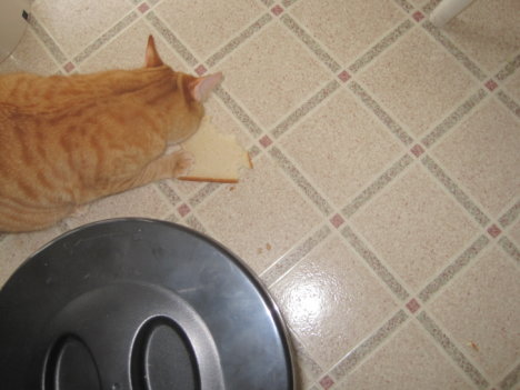 Picture of a cat / kitten / feline