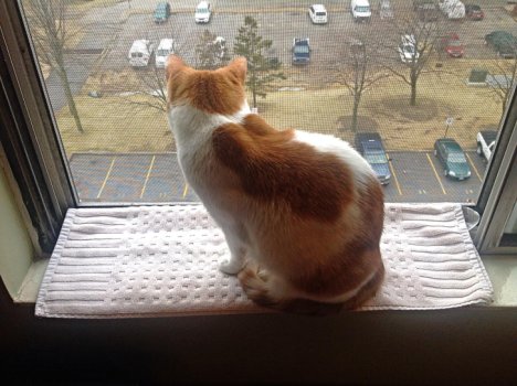 Picture of a cat / kitten / feline