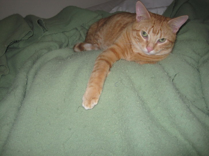 Picture of a cat / kitten / feline