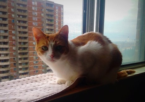 Picture of a cat / kitten / feline