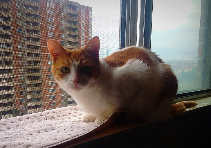 Picture of a cat / kitten / feline