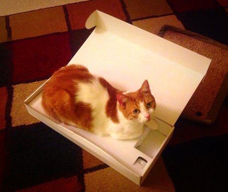 Picture of a cat / kitten / feline