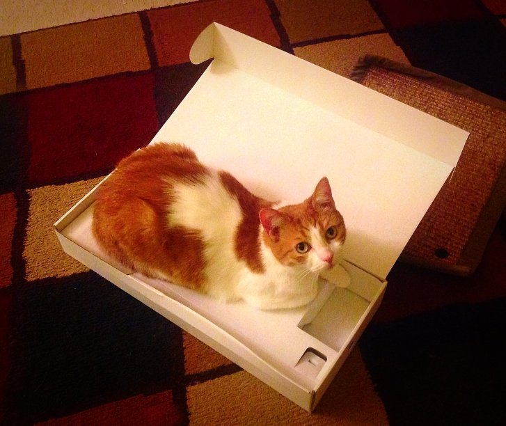 Picture of a cat / kitten / feline