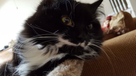 Picture of a cat / kitten / feline