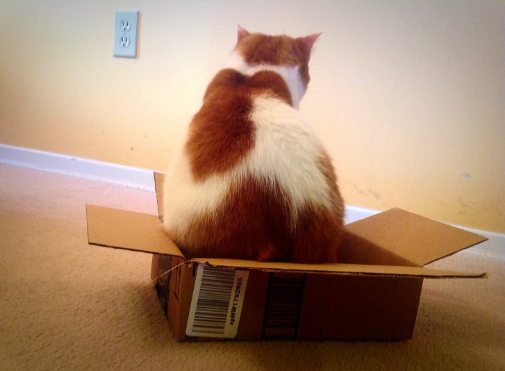 Picture of a cat / kitten / feline