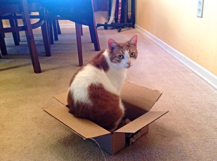 Picture of a cat / kitten / feline