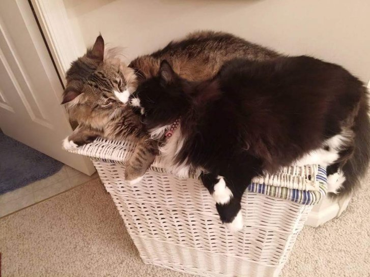 Picture of a cat / kitten / feline