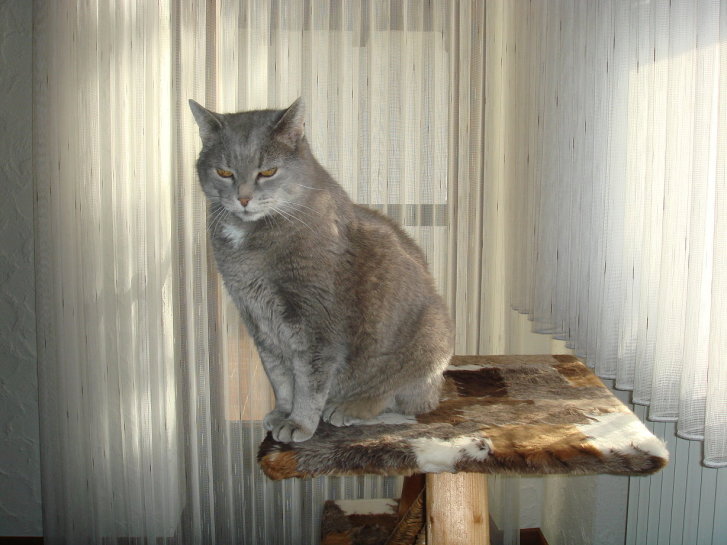 Picture of a cat / kitten / feline