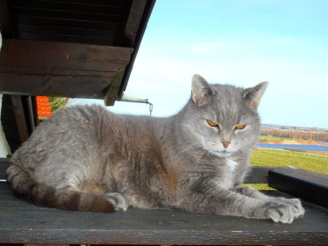 Picture of a cat / kitten / feline