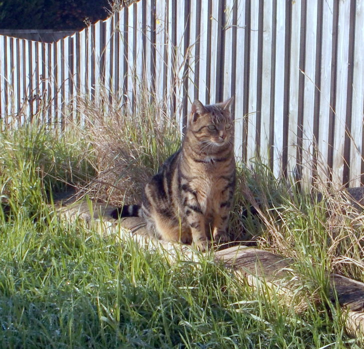 Picture of a cat / kitten / feline