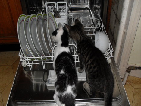 Picture of a cat / kitten / feline