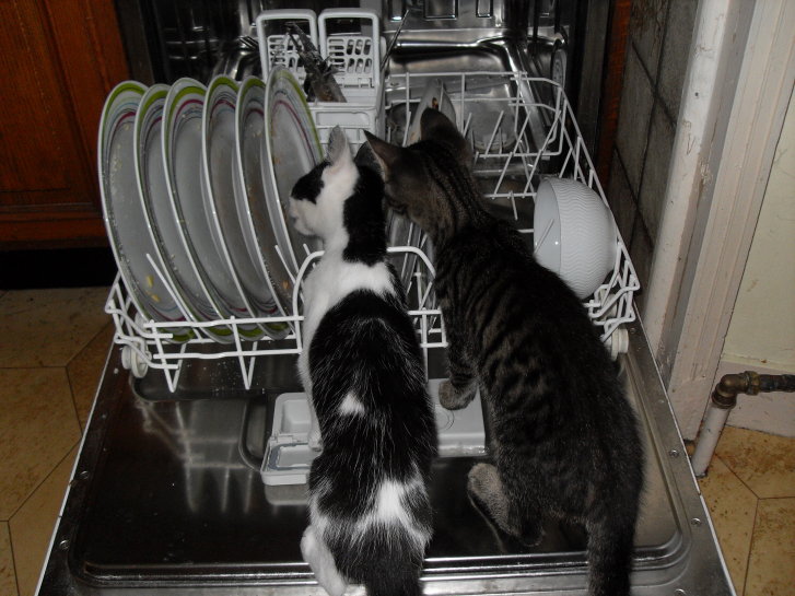 Picture of a cat / kitten / feline