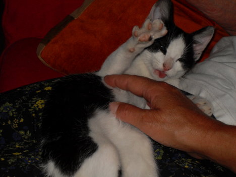 Picture of a cat / kitten / feline