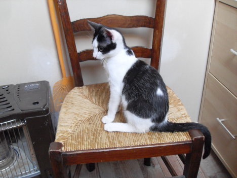 Picture of a cat / kitten / feline