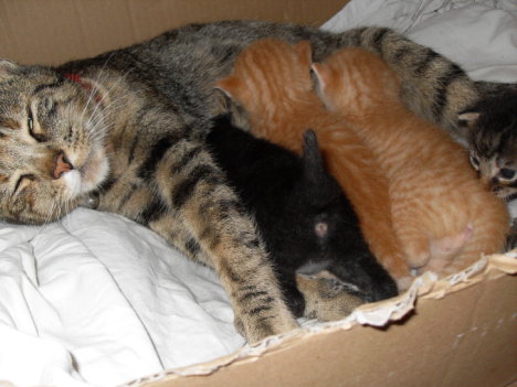 Picture of a cat / kitten / feline