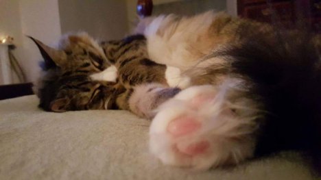 Picture of a cat / kitten / feline